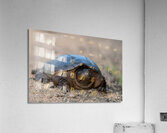 Snapping Turtle Acrylic Print