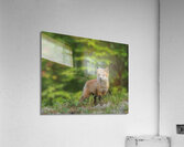 Fox Kit Acrylic Print