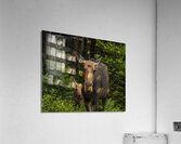 Love of a Mom Acrylic Print