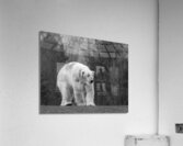 Polar Bear  Acrylic Print