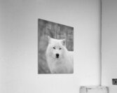 Arctic Wolf Acrylic Print