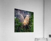 Vigilant gaze of a fox Acrylic Print