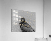 Raven Eyes Acrylic Print