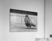 Three Eyed Raven Acrylic Print