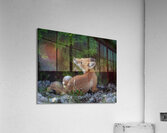Fox in nature s embrace Acrylic Print