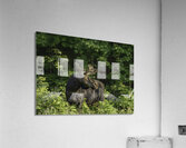 Bull Moose in early morning light. Acrylic Print