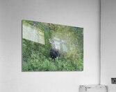 Gaze of a Bull Moose Acrylic Print