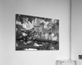 Gaze of an Owl Acrylic Print