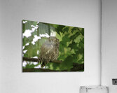 Winking Owl Acrylic Print