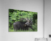 Gentle Giant Acrylic Print