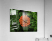 Dahlia Delight Acrylic Print