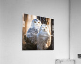 Snowy Owls Impression acrylique