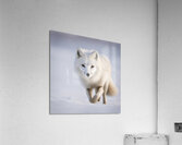 Arctic Fox Acrylic Print