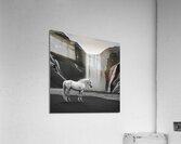 White Horse Acrylic Print