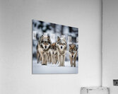Wolf Pack Acrylic Print