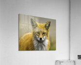 Eyes of a Fox Acrylic Print