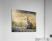 Fox portrait in morning light Acrylic Print