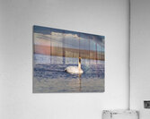 Swan on Lake Ontario Acrylic Print