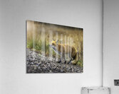 Opportunistic Fox Acrylic Print