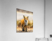 Foxing Around Acrylic Print