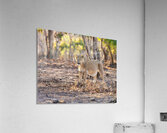 Lioness watching her pride. Acrylic Print