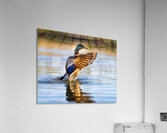 A Mallard’s Ballet. Acrylic Print