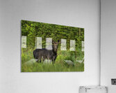 Bull Moose in Algonquin Park. Acrylic Print