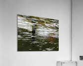 Common Loon in Water. Impression acrylique