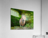 Portrait of a Fox Acrylic Print