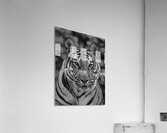 Eyes of the Wild Acrylic Print