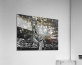 Sher Khan Acrylic Print