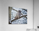 Great Grey Owl Acrylic Print