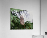 Barred Owl Acrylic Print