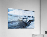 Swan in Winter Acrylic Print