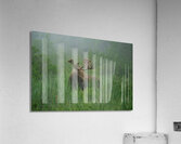 Bull Moose on a Foggy Morning Acrylic Print