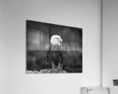 Bald Eagle Acrylic Print
