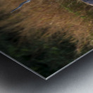 Blackbuck  Metal print