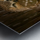 Saw Whet Owl Metal print