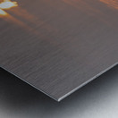 Swan on Lake Metal print