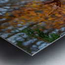 Bull Moose in Fall Colors Metal print