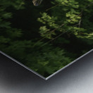 Bull Moose in early morning light. Metal print