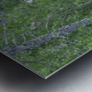 Gaze of a Bull Moose Metal print