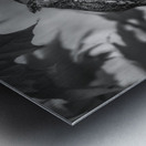 Gaze of an Owl Metal print