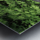 Gentle Giant Metal print