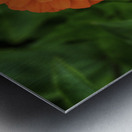 Dahlia Delight Metal print