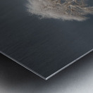 Lone Tree Metal print