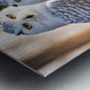 Snowy Owls Impression metal