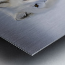 Arctic Fox Metal print