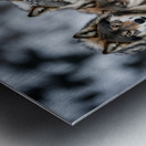 Wolf Pack Metal print