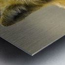 Eyes of a Fox Metal print